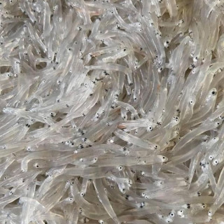 永圻 無鹽生凍吻仔魚